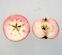 Discovery æble med rødt frugtkød